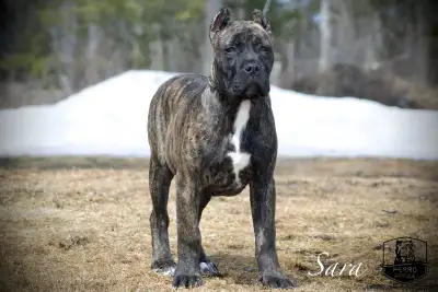 Presa Canario Puppies, View more