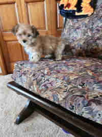 Maltese/Yorkie Puppy available May 3rd!!