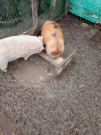 Kunekune pigs