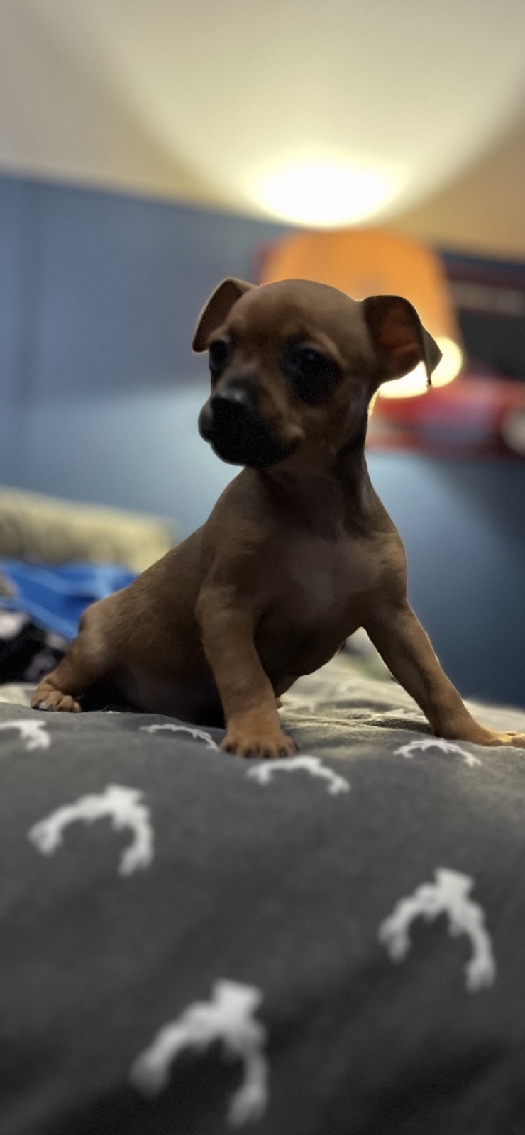 Miniature pinscher x chihuahua puppies 1,000obo Dogs & Puppies for