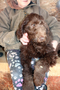 LABRADOODLE+F1B+UNBELIEVEABLE COSTS FOR A HAPPY, HEALTY PUPPY