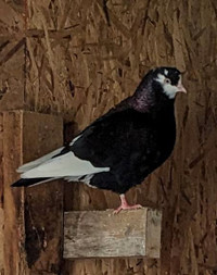 AMERICAN SHOW ROLLER PIGEONS