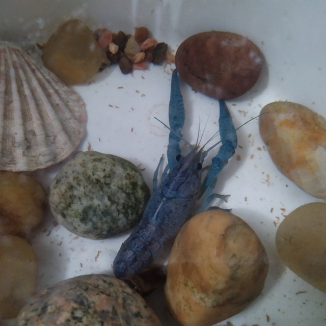 Blue and marbled crayfishes in Fish for Rehoming in Burnaby/New Westminster