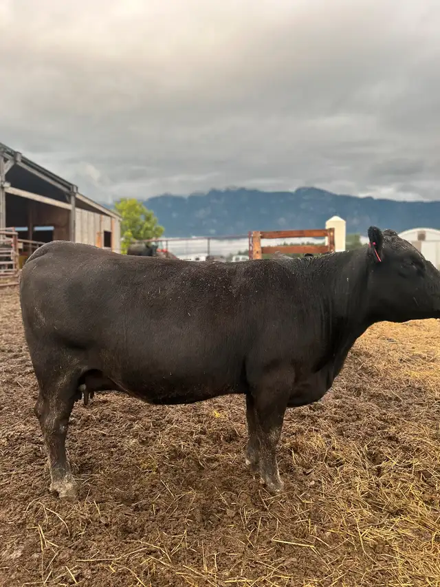 Angus/Simm Cows in Livestock in Nelson - Image 8