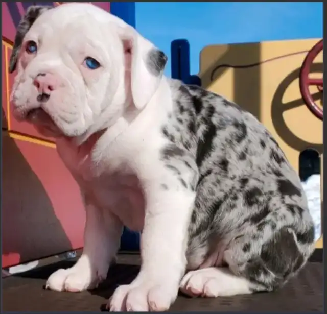 Olde English Bulldog Puppies in Dogs & Puppies for Rehoming in City of Toronto - Image 12