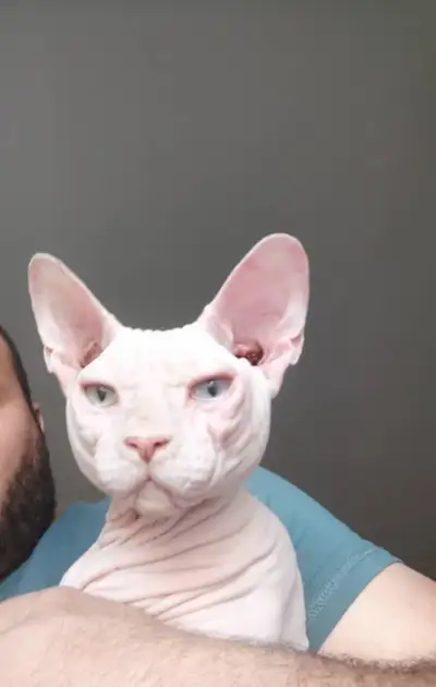 Bonjour, je suis dans l’obligation de me séparer de mon sphinx mal vu que j’ai un autre mal à la mai...