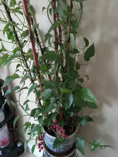 PLANT- POTHOS OUSE- INDOOR - FRESH REAL