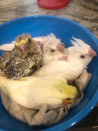 CUTE Handfed Baby Cockatiels for sell ; deliver 