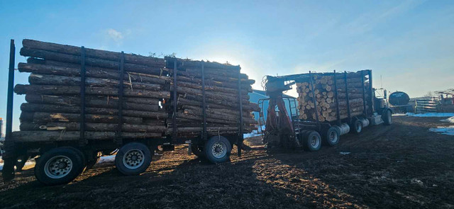 Pine and cedar sawlogs available  in Other in Kawartha Lakes - Image 2