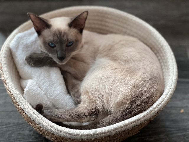 pure bread Siamese kittens in Cats & Kittens for Rehoming in Fredericton - Image 4