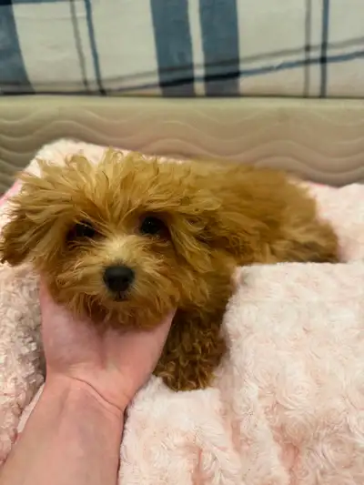 Maltipoo puppy, View more