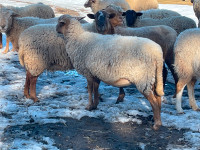 Butcher lambs for sale