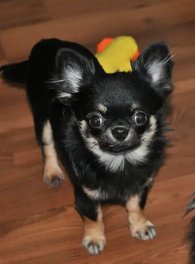 CKC Registered Male, he has his shots and crate and pee pad trained. Vet checked and A+,Pet only, no...