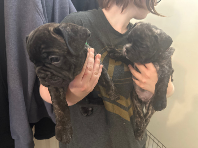French bulldogs  in Dogs & Puppies for Rehoming in Grande Prairie