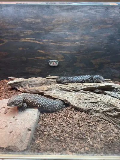 Shingleback Skink Pair, View more