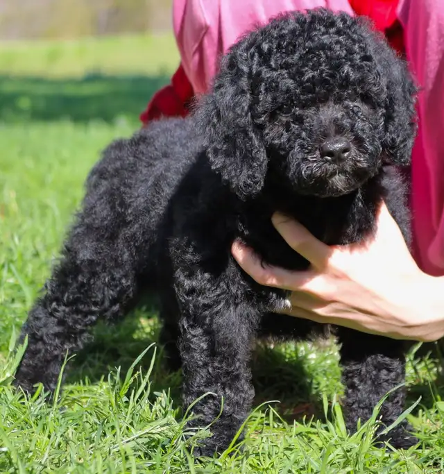 Mini bernedoodle and mini aussie bernedoodle puppies in Dogs & Puppies for Rehoming in Mississauga / Peel Region - Image 3