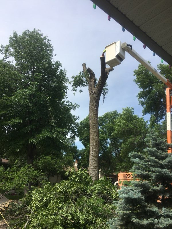 Timber Tree  Removal  in Lawn, Tree Maintenance & Eavestrough in Winnipeg - Image 2