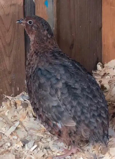Male Jumbo Coturnix Quail, View more