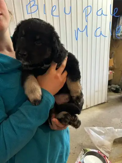 chiot croisé golden x labrador noir  a vendre, View more