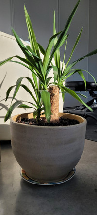 Large healthy Yucca plant 42" in an XL 14" ceramic planter
