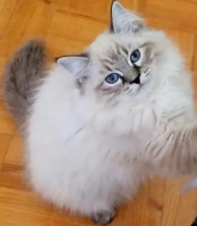 BLUE-EYED NEVA MASQUERADE Kittens – Toronto/GTA, View more