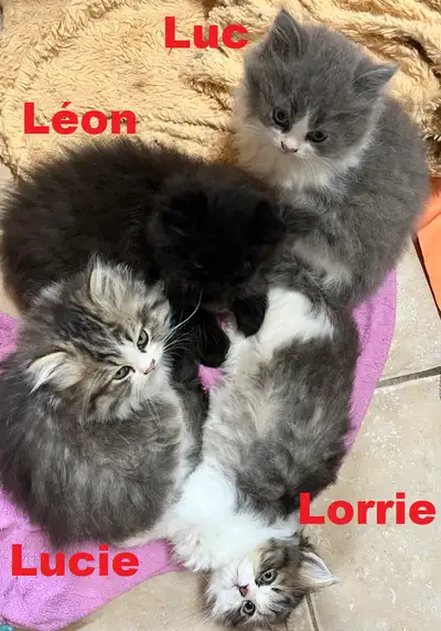 Superbes chatons nés le 6 avril 2025 Il y a 2 petits garçons et 2 petites filles Élevés en milieu fa...