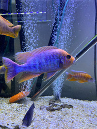 African cichlid XL fish 123