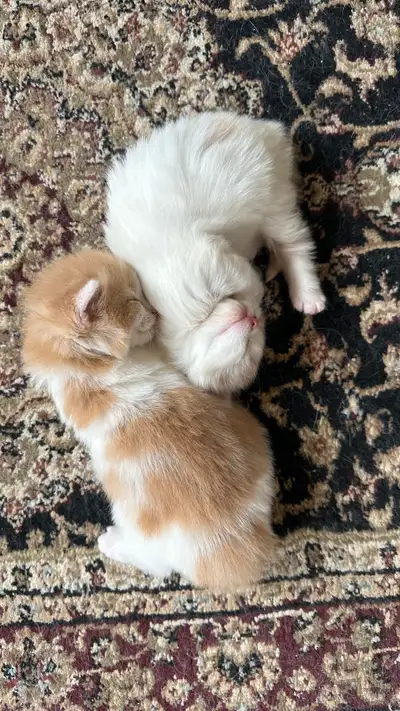 These three sweet, fluffy girls are ready to melt your heart! They’re playful, affectionate, and gro...