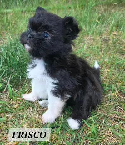 ADORABLE RARE TOY MI-KI PUPPIES, View more