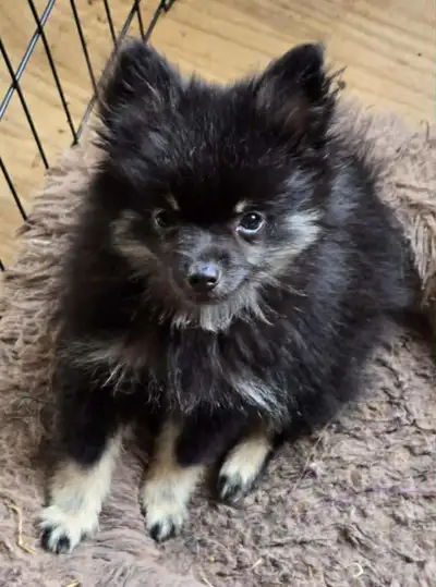 ..POMERANIAN TRY COLOUR BOY LEFT....READ AD, View more