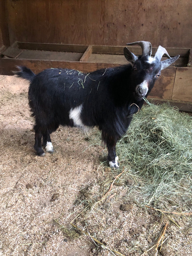 Nigerian fainting goat  in Livestock in Mission