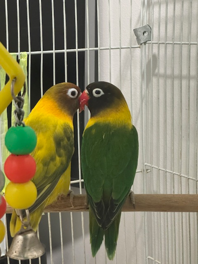 Excellent one year LOVE BIRDS for sale, View more