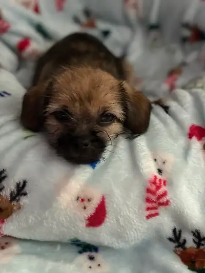 We have 7 sweet, playful puppies available — 4 males and 3 females ✨ Mom: Maltese × Pomeranian ✨ Dad...