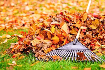 Fall Cleanup service at your fingertips!, View more