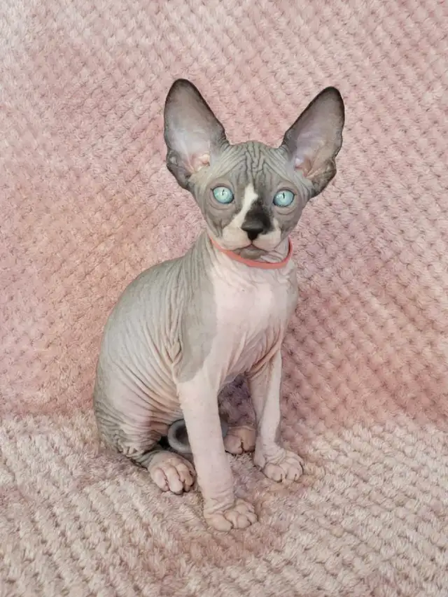 Sphynx kittens - 3 males left! in Cats & Kittens for Rehoming in St. Albert - Image 2