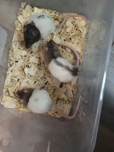 Per Rats/Mice for new home, View more