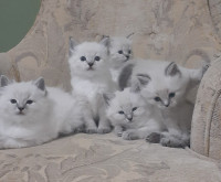 Siberian Neva Masquerade kittens