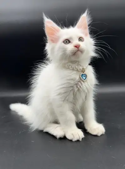 Maine Coon purebred male kitten, View more