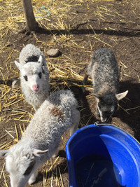 Icelandic Bottle baby ewe lambs