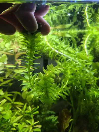 Elodea aquarium plant, View more
