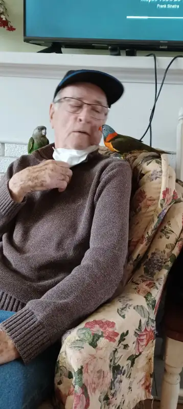 Lorikeet parrot very tame,talk,dance,sociabilize in Birds for Rehoming in Oshawa / Durham Region - Image 6