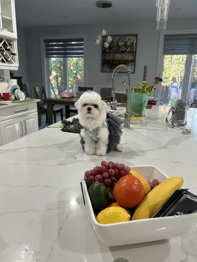 Korean Bloodline Maltese for adoption in Dogs & Puppies for Rehoming in Windsor Region - Image 3