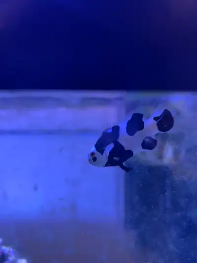 Saltwater Fish for sale , View more