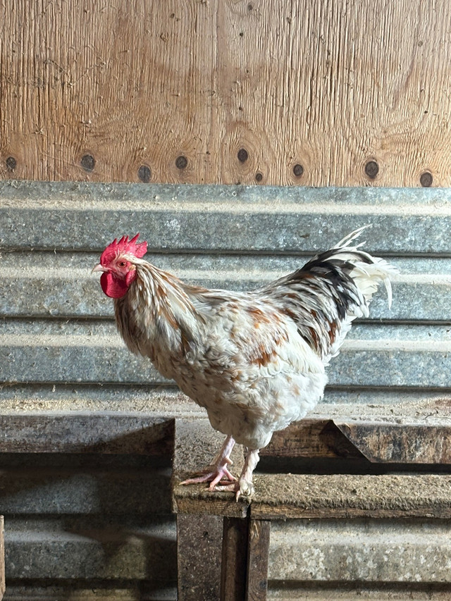 Male rooster  in Livestock in Markham / York Region - Image 2