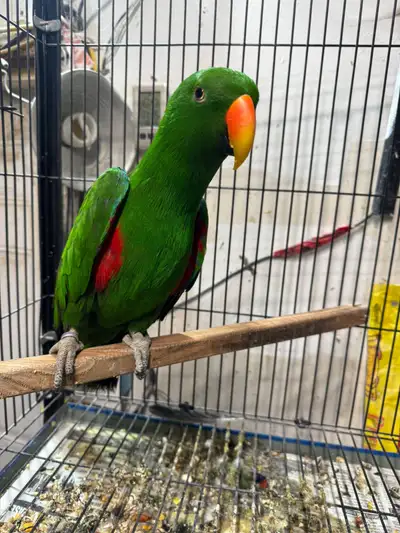 eclectus breeder  pair, View more