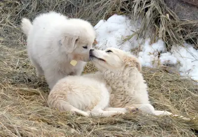Border Collie / Maremma Cross puppies, View more