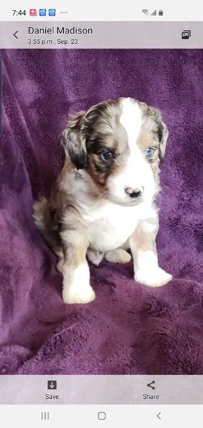 Miniature Aussie doodles!! Merle ! Tricolor! unts, View more