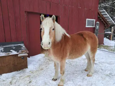 horse for sale, View more