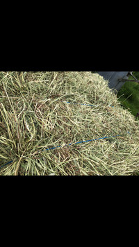 Hay For Sale…..