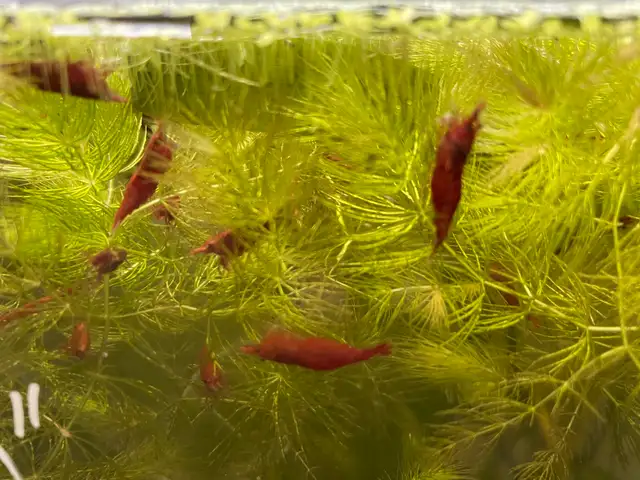 Supreme Red Cherry Shrimp in Fish for Rehoming in Hamilton - Image 4